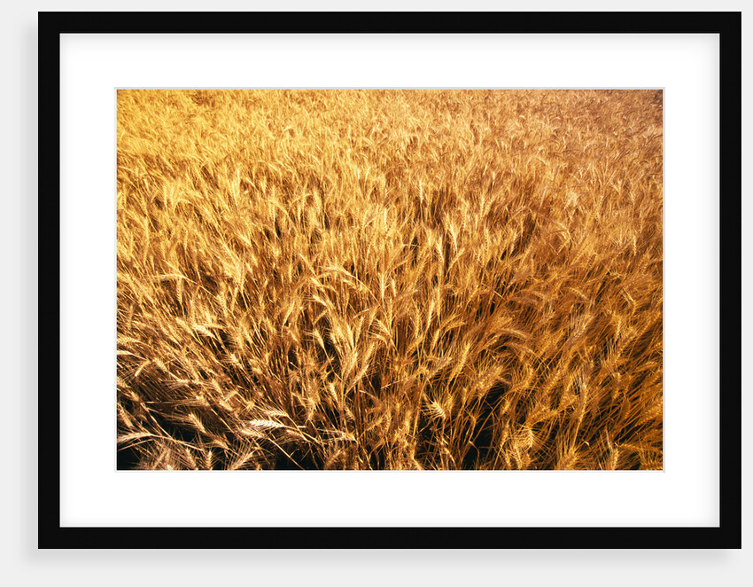 Wheat Crop Growing in Field by Anonymous