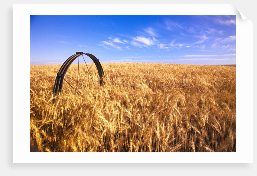 Wheat Crop Growing in Field by Anonymous