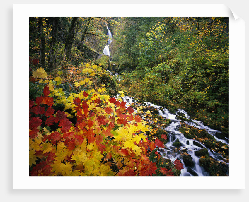 Waterfall Running Through Forest in Autumn by Anonymous