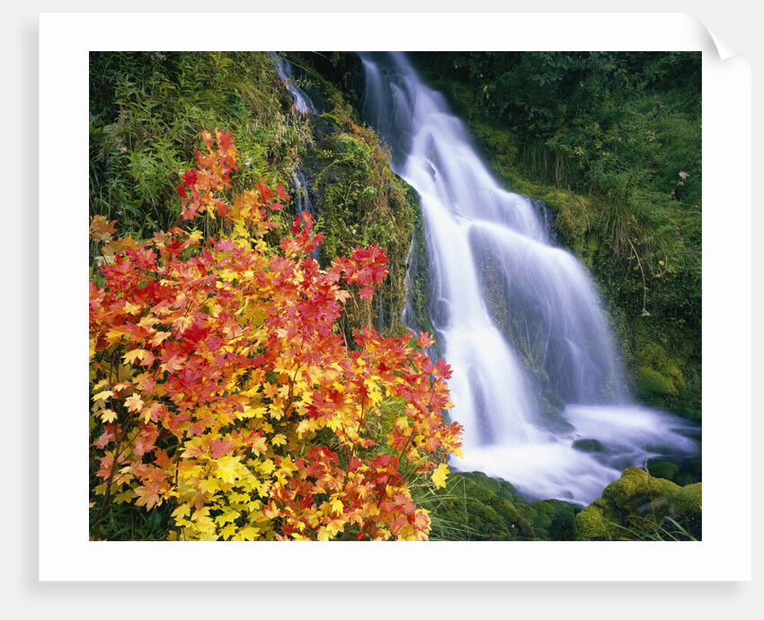 Autumn Leaves by Rushing Waterfall by Anonymous