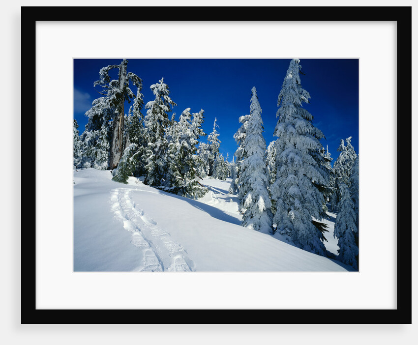 Snowshoe Tracks in Snowy Field by Anonymous