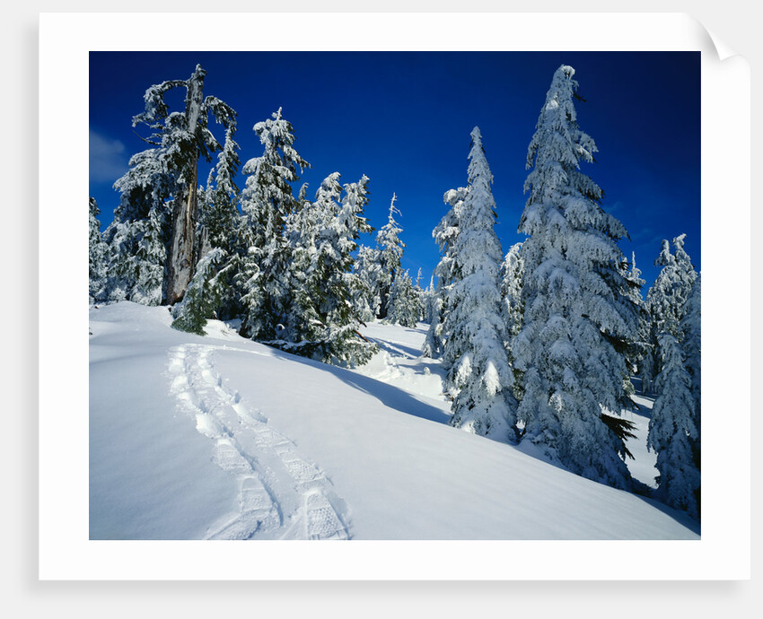 Snowshoe Tracks in Snowy Field by Anonymous