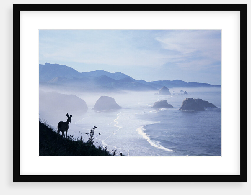 Deer on Hillside at Ecola State Park by Anonymous