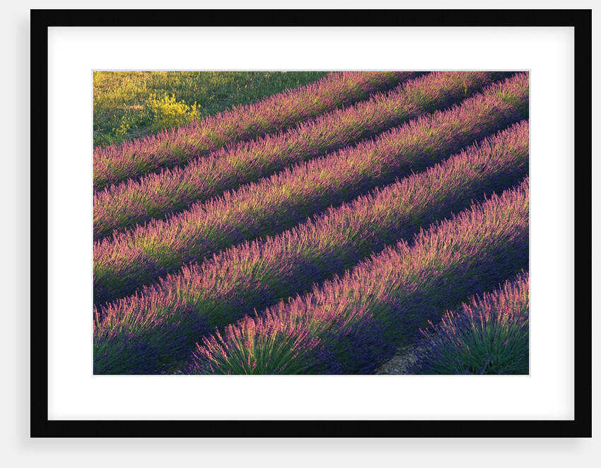 Rows of Lavender Growing in Field by Anonymous