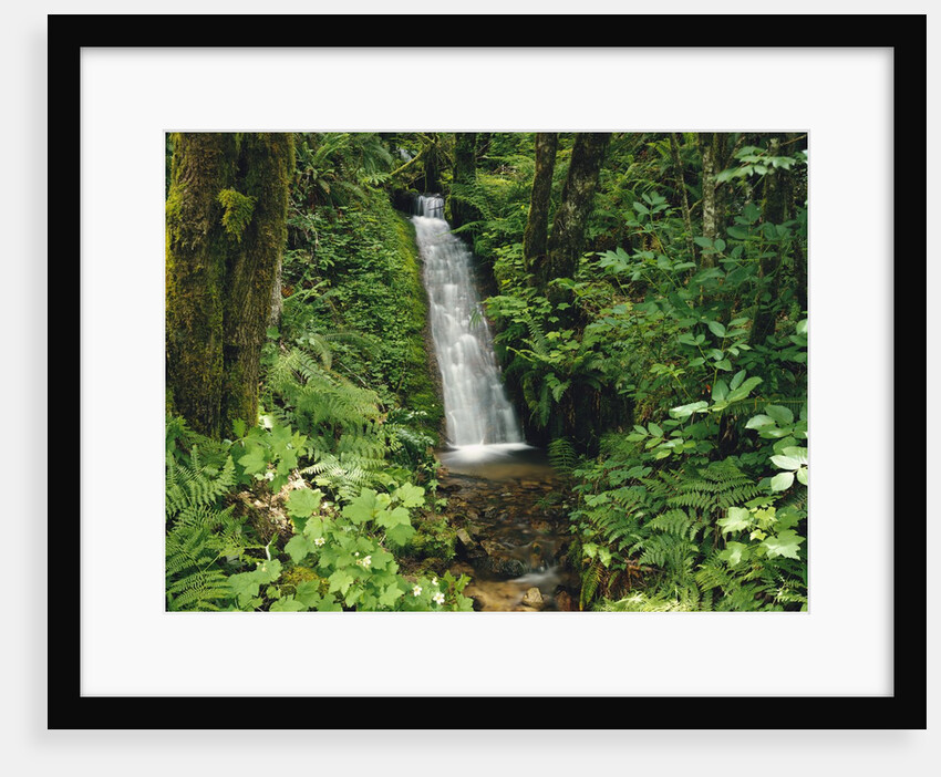 Waterfall in Lush Forest by Anonymous
