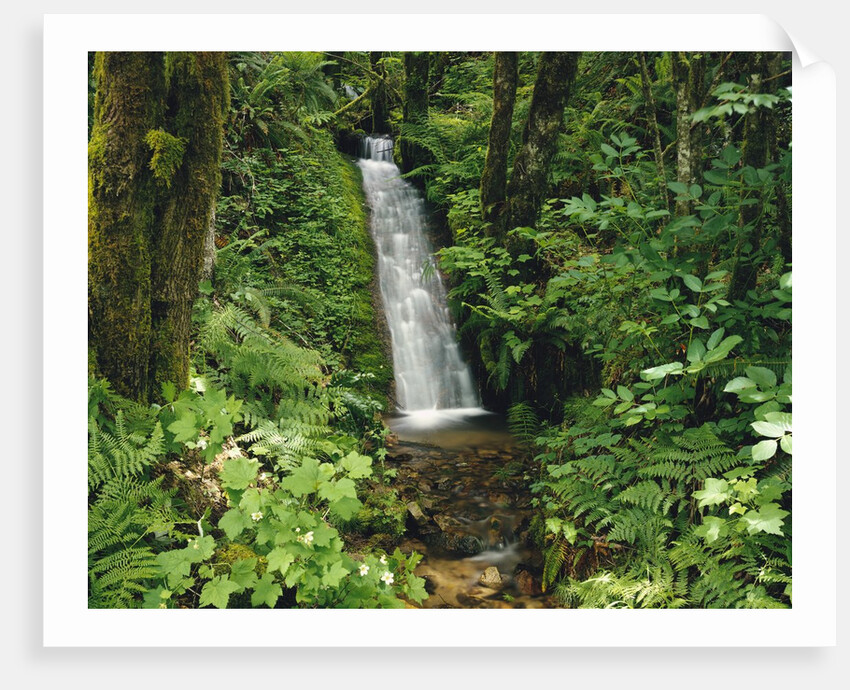 Waterfall in Lush Forest by Anonymous