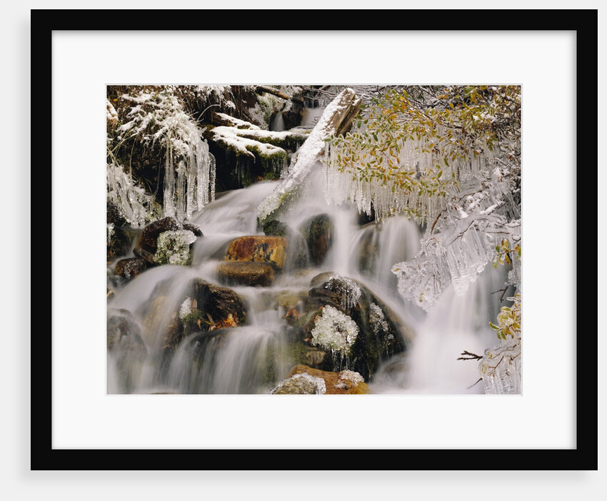 Trees Covered in Ice by Cascade by Anonymous