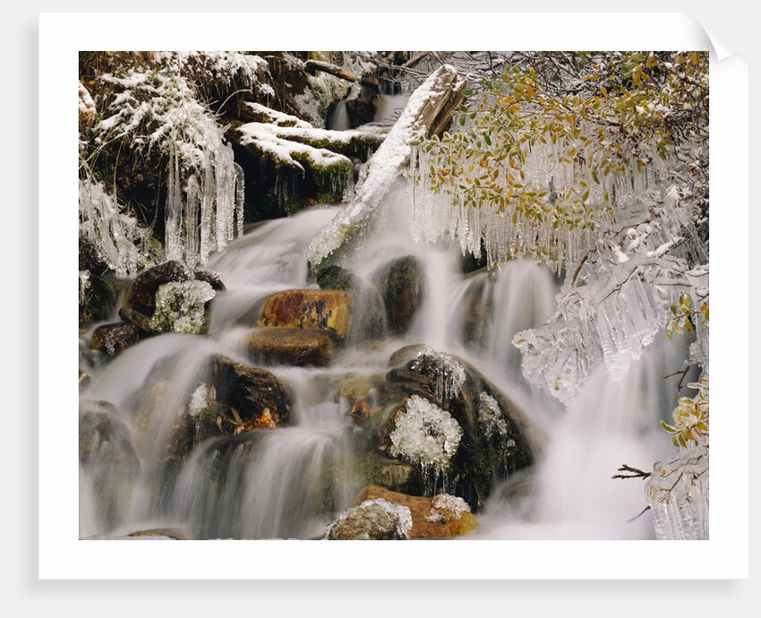 Trees Covered in Ice by Cascade by Anonymous