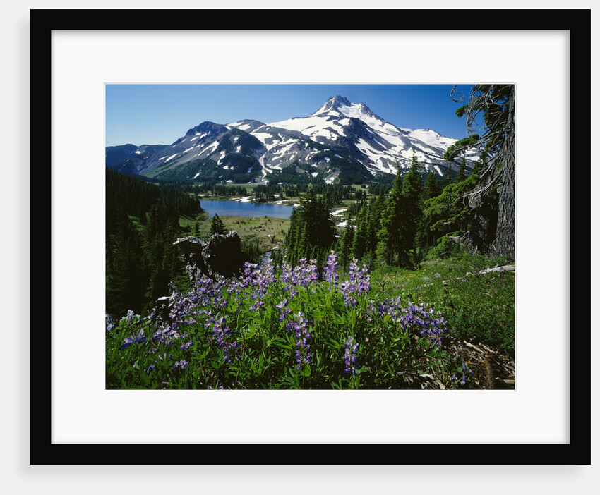 Wildflowers in Bloom by Snow-Capped Mountain by Anonymous