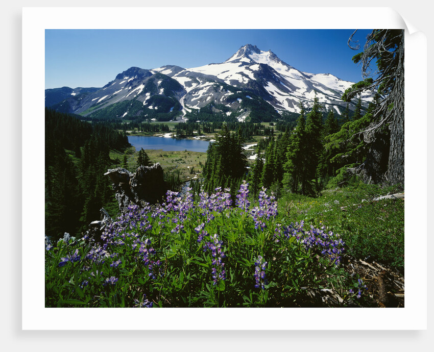 Wildflowers in Bloom by Snow-Capped Mountain by Anonymous