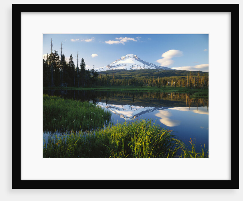 Mount Hood Reflected in Beaver Pond by Anonymous