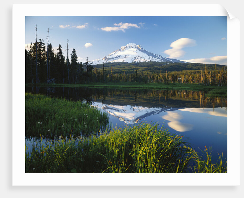 Mount Hood Reflected in Beaver Pond by Anonymous
