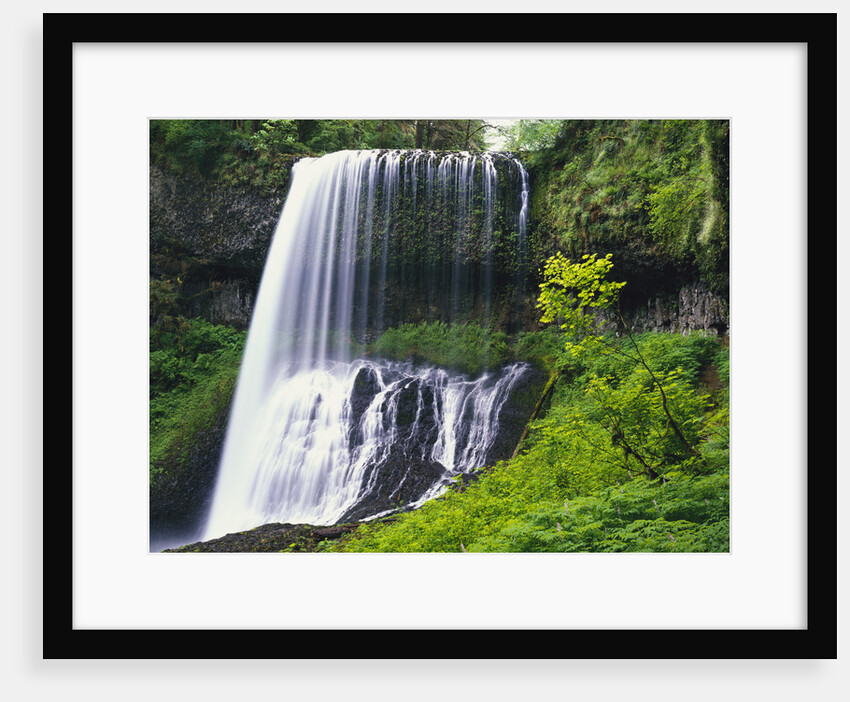 Middle North Falls Surrounded by Plants by Anonymous