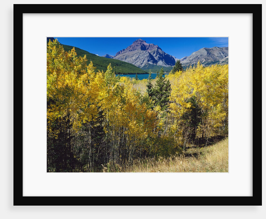 Autumn Trees in Glacier National Park by Anonymous