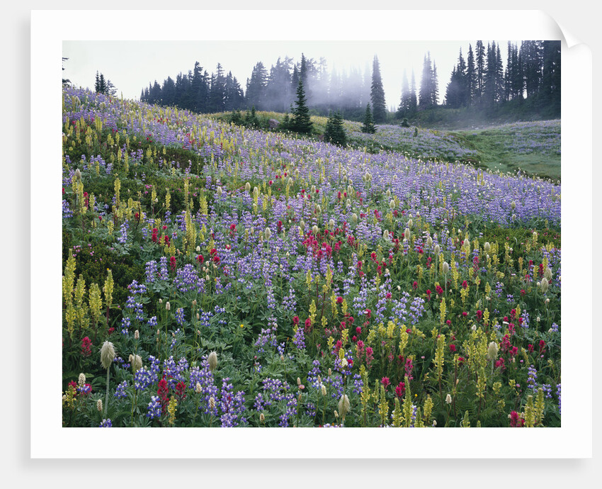 Wildflowers in Bloom on Mount Rainier by Anonymous