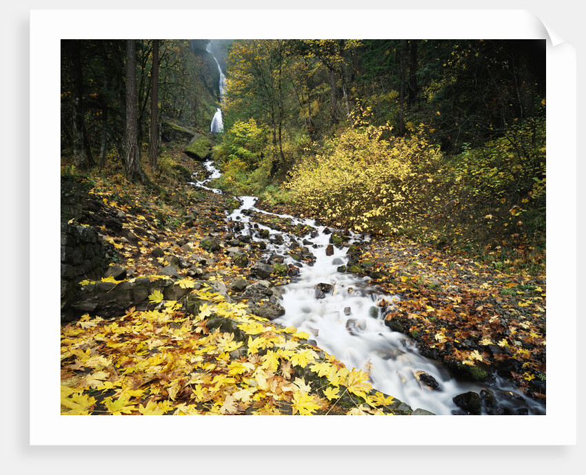 Autumn Leaves next to Wahkeena Falls by Anonymous