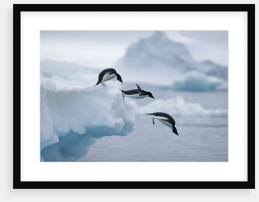 Adelie Penguins Jumping into Ocean by Anonymous