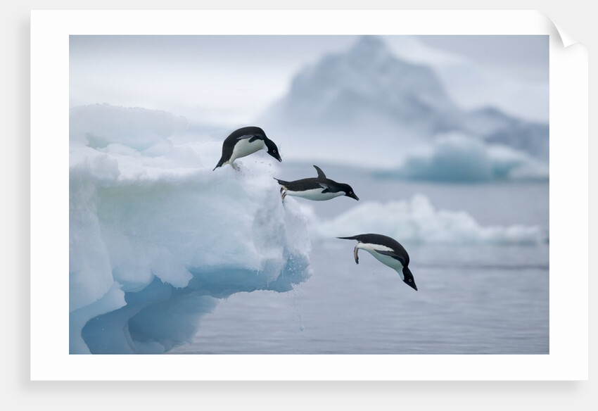 Adelie Penguins Jumping into Ocean by Anonymous