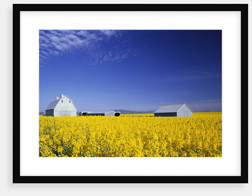 Spring Canola Crop by Anonymous