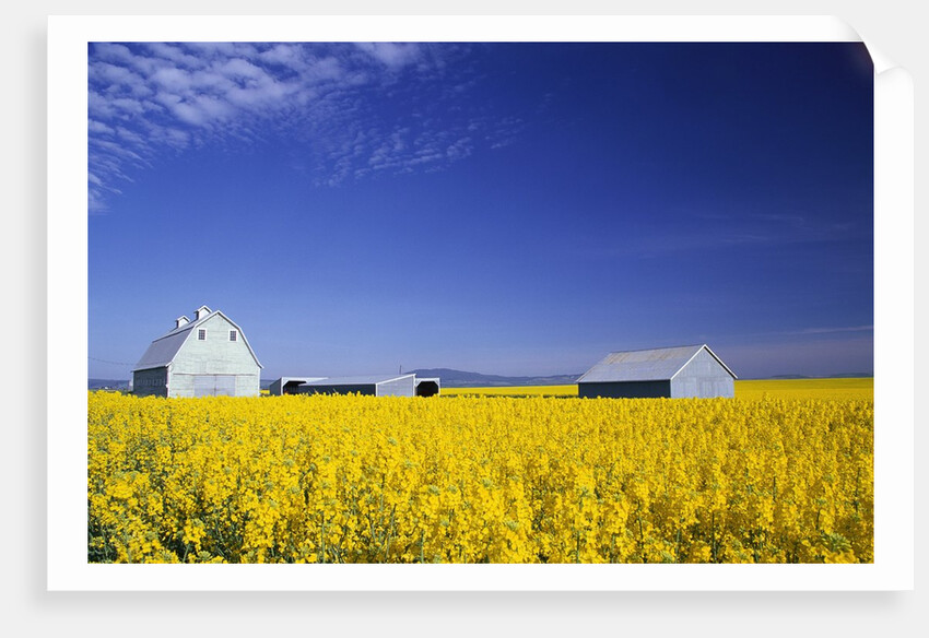 Spring Canola Crop by Anonymous