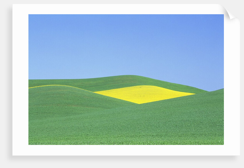Palouse Hills in Growing Season by Anonymous