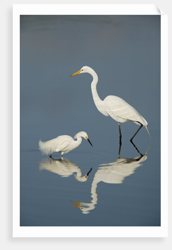 Snowy and Great Egrets by Anonymous