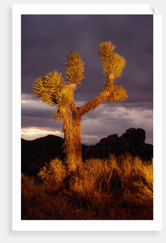 Joshua Tree by Anonymous
