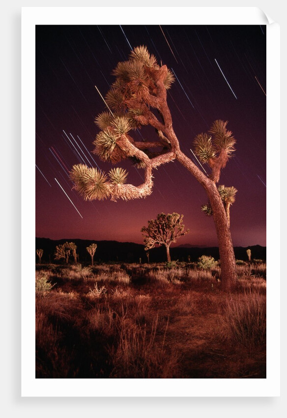 Meteor Trails and Joshua Trees by Anonymous