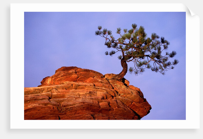 Ponderosa Pine and Hoodoo Rock by Anonymous