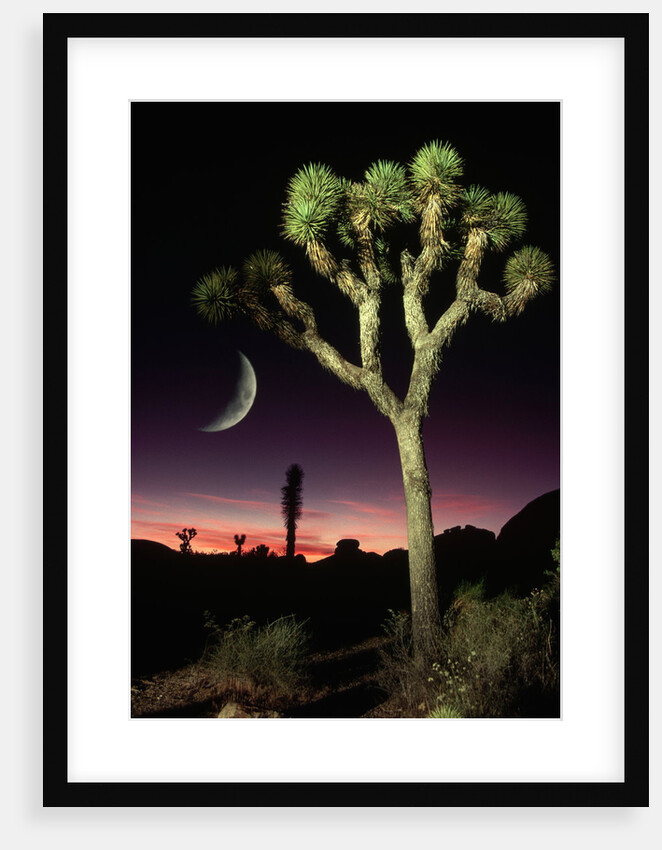 Crescent Moon and Joshua Tree by Anonymous