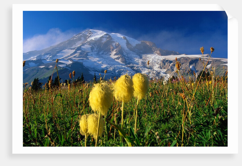 Wildflowers Blooming Beneath a Snowy Mountain by Anonymous