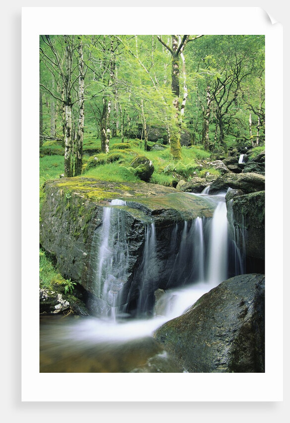 Gougane Barra Forest Park Waterfall by Anonymous