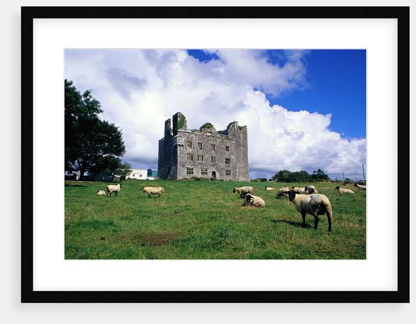 Sheep Grazing near Leamaneagh Castle by Anonymous