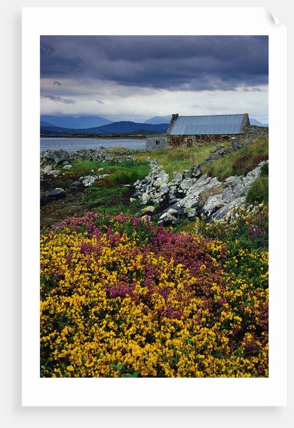 Flowers Along Carna Bay by Anonymous