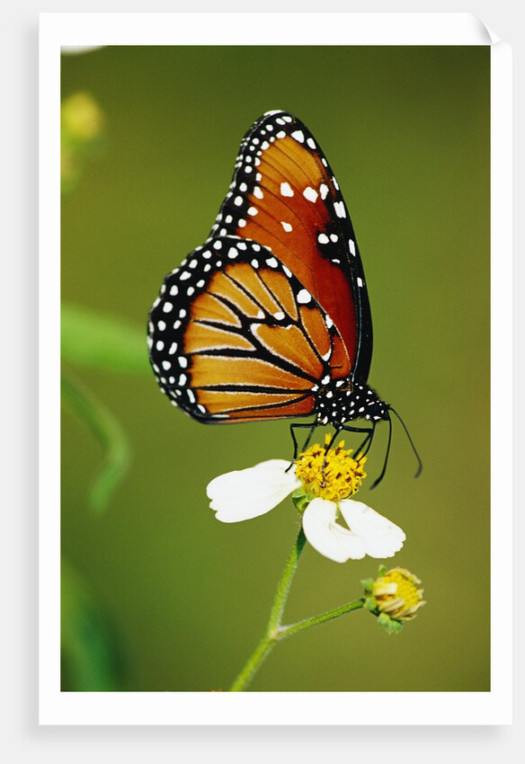 Monarch Butterfly on Flower by Anonymous