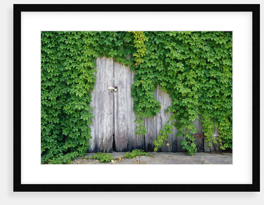 Ivy Covered Barn Door by Anonymous