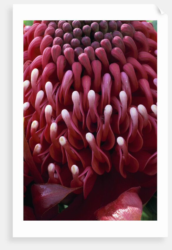 Waratah Flower by Anonymous