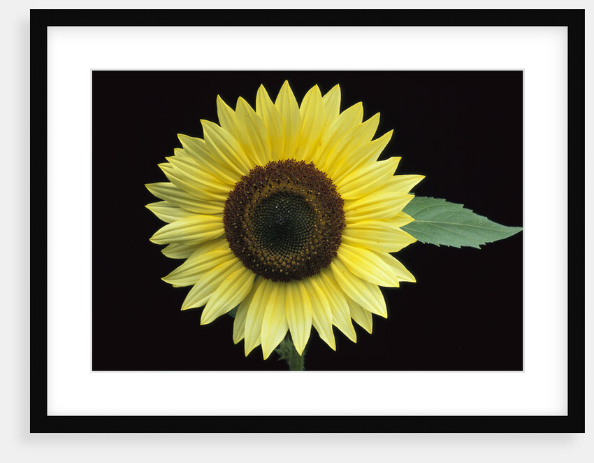 'Vanilla Ice' Sunflower by Anonymous