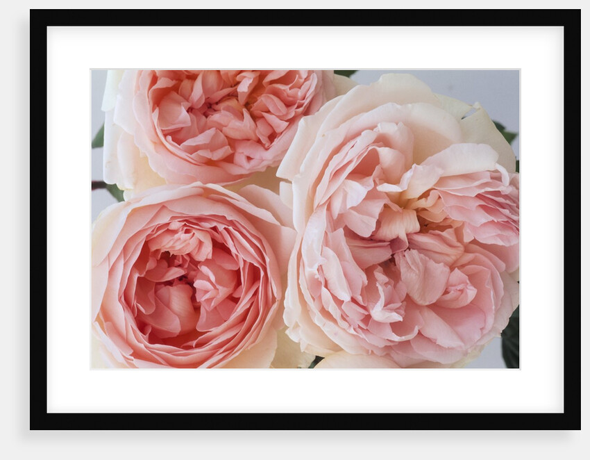 Sharifa Roses by Anonymous