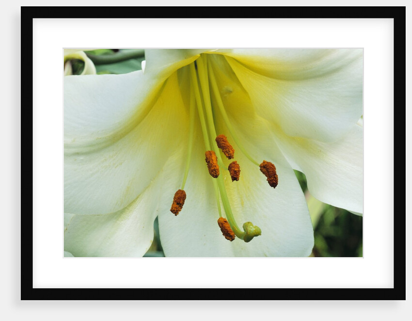 Close Up of Lilium Longiflorum by Anonymous