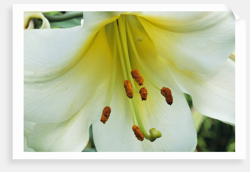 Close Up of Lilium Longiflorum by Anonymous