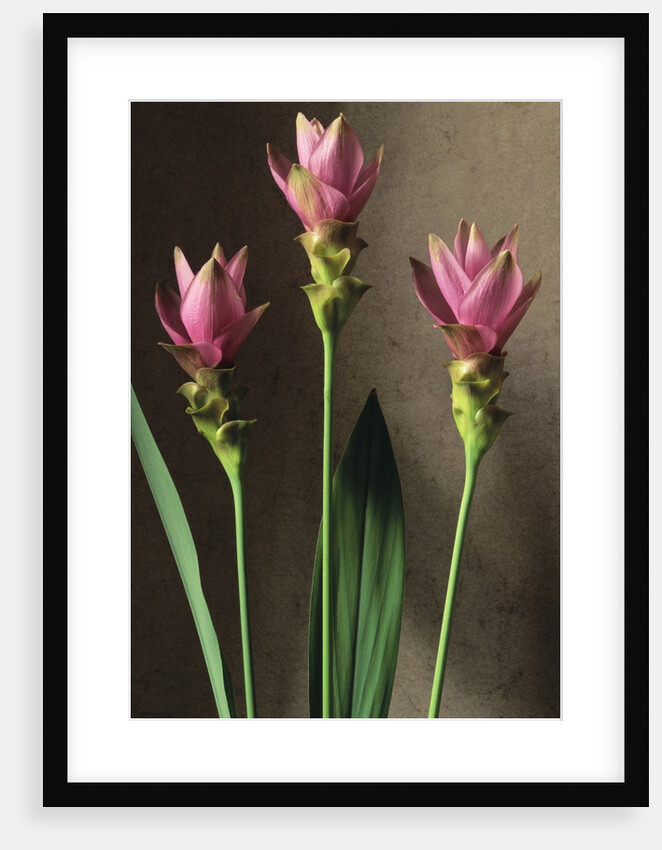 Curcuma by Anonymous