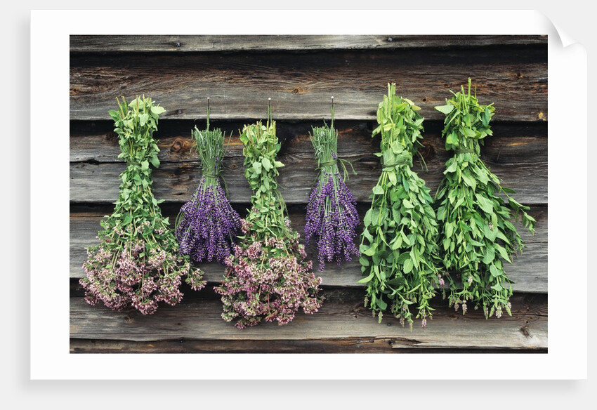 Herbs Drying Upside Down by Anonymous