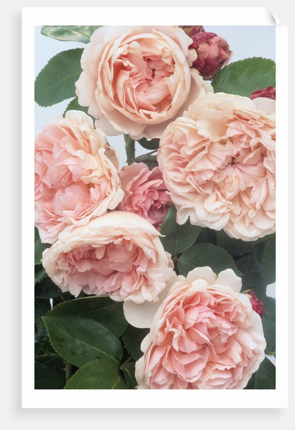 St. Swithan Roses by Anonymous