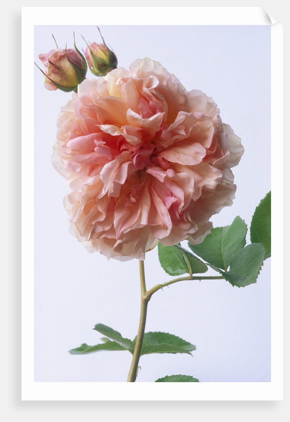 English Elegance Rose by Anonymous