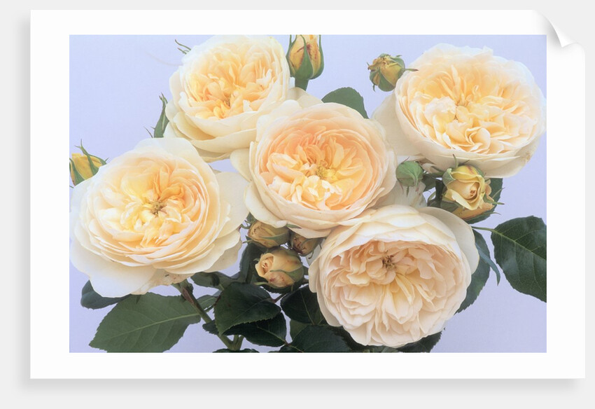 England's Rose by Anonymous