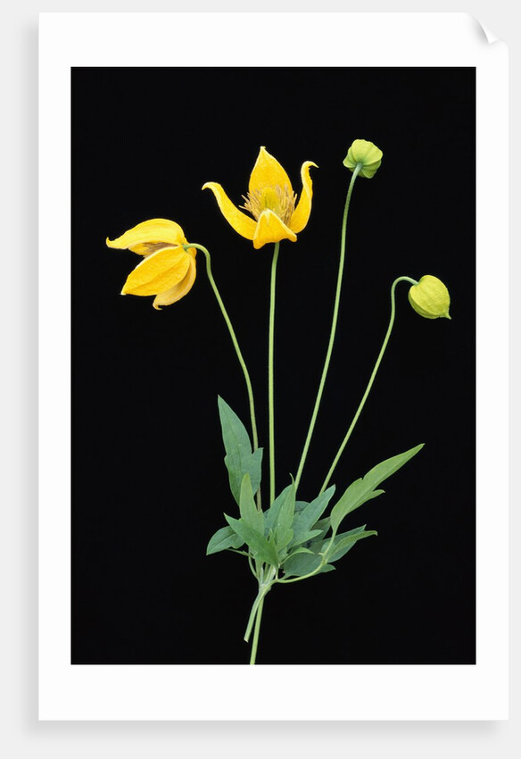 Clematis 'Bill McKenzie' Flowers in Bloom by Anonymous