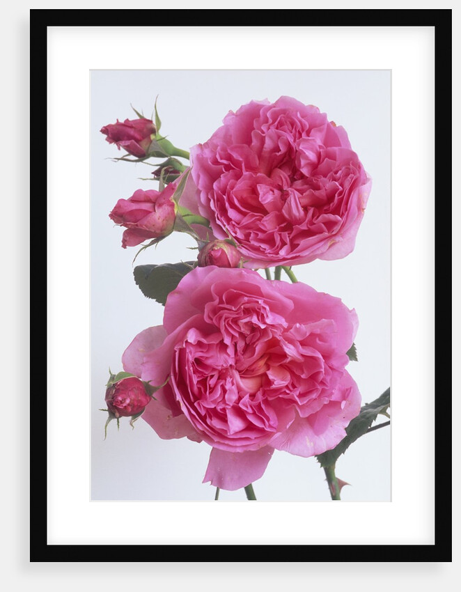 Hilda Murrell Roses by Anonymous