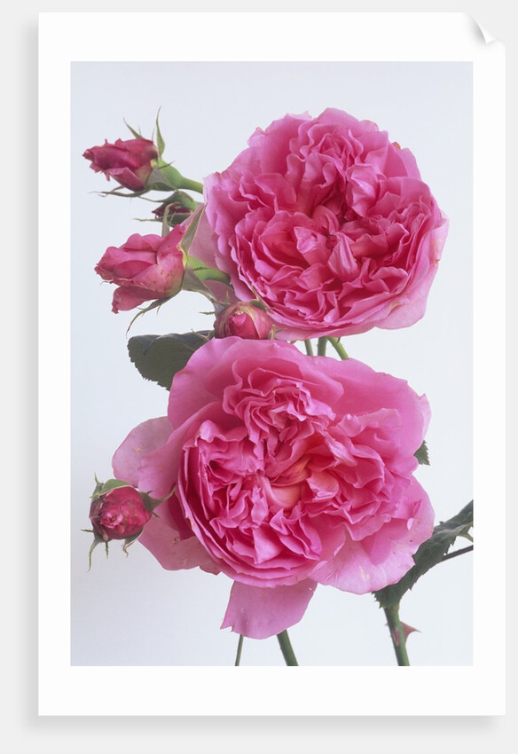 Hilda Murrell Roses by Anonymous