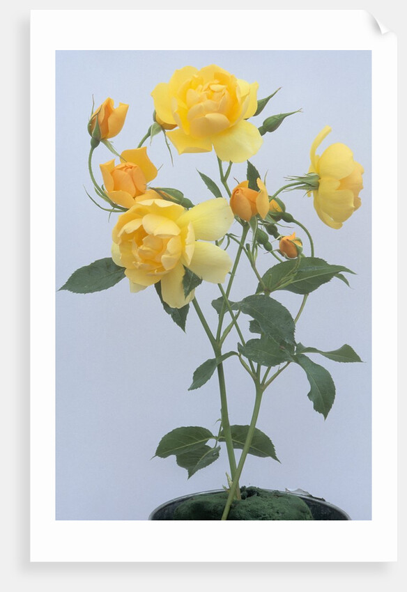 Buttercup Roses by Anonymous